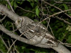 Western Screech-Owl